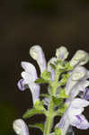 Hairy skullcap